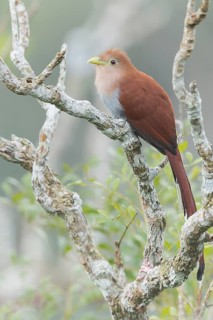 Squirrel Cuckoo (Piaya cayana) perched on a branch in Panama