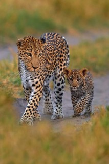 Leopard kitten baby, hidden nice orange grass. Leopard cub with mother walk. Big wild cat in the