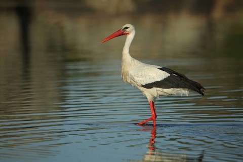White stork (Ciconia ciconia) standing in water, Los Barruecos, Malpartida de Caceres, Caceres,