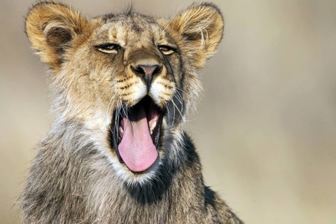 African lion, (Panthera leo) . South Africa