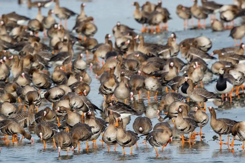 Greater White-fronted Goose & Barnacle Goose (Anser albifrons & Branta leucopsis) group resting in