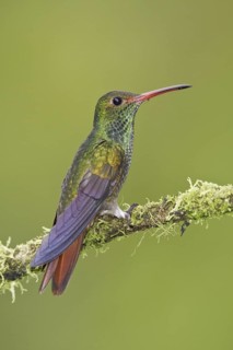 Rufous-tailed Hummingbird (Amazilia tzacatl), Ecuador