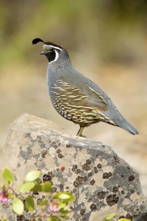 California Quail (Callipepla californica) male, California, USA