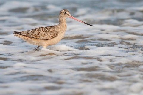 Marbled Godwit