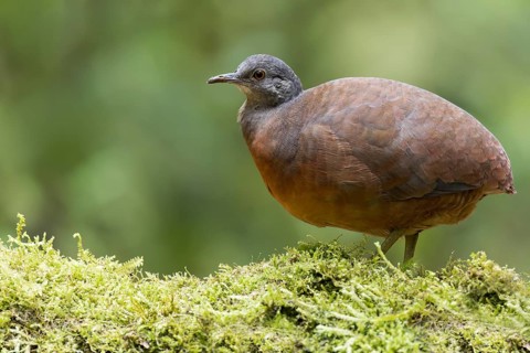 Llittle Tinamou (Crypturellus soui) perched on a branch in Colombia, South America