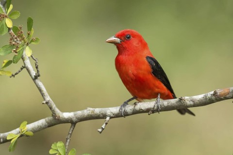 Scarlet Tanager (Piranga olivacea) male perched on a branch, Texas, USA