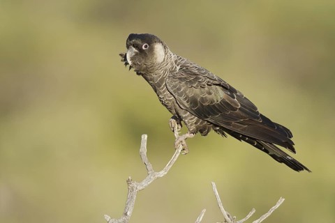 Carnaby’s Black Cockatoo (Calyptorhynchus latirostris), Western Australia, Australia