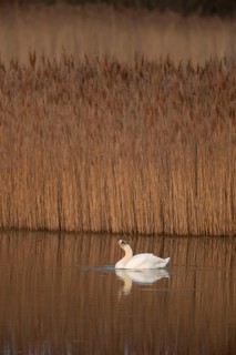 Mute swan (Cygnus olor) adult bird on a lake, England, United Kingdom