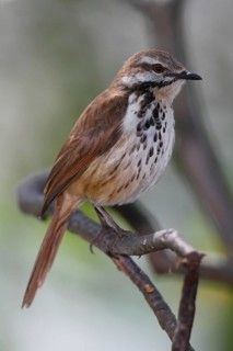Spotted Palm Thrush (Cichladusa guttata), Lake Baringo, Kenya
