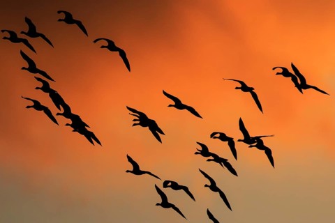 Greater White-fronted Goose (Anser albifrons) group flying, North Rhine-Westphalia, Germany