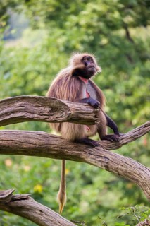 Portrait of an adult male Gelada (Theropithecus gelada), or bleeding-heart monkey, resting on a log