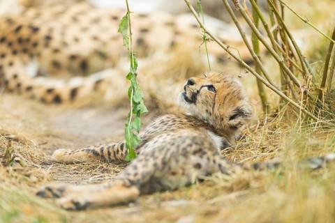 Cheetah (Acinonyx jubatus) youngster lying on a meadow, captive, occurrence Africa