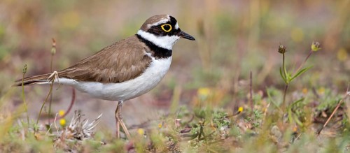 Little Ringed Plover, Little Ringed Plover, (Charadrius dubius), plover family, biotope, foraging,
