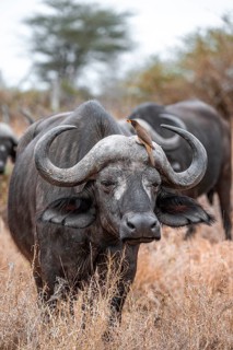Cape buffalo (Syncerus caffer caffer) with yellowbill oxpecker (Buphagus africanus), Kruger