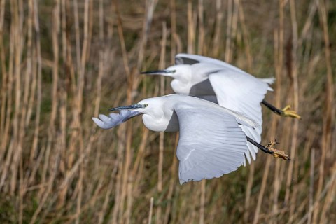 Two little egrets (Egretta garzetta) flying past reed bed in coastal wetland in winter