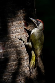 European Green Woodpecker (Picus viridis) female climbing tree trunk, North Rhine-Westphalia,