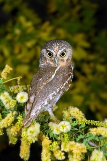 Elf Owl Micrathene whitneyi Tucson, Arizona, United States 3 May Adult Strigidae