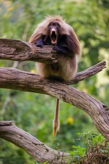 Portrait of an adult male Gelada (Theropithecus gelada), or bleeding-heart monkey, resting on a log