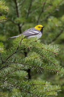 Hermit Warbler (Setophaga occidentalis) perched on a branch in Washington State, USA