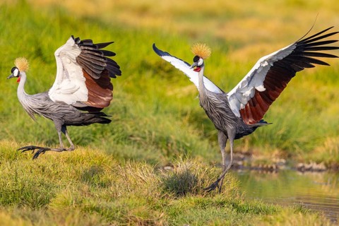 Crowned Crane (Balearica regulorum) courtship behavier South Luangwa NP Zambia August