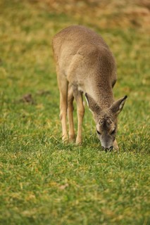 European roe deer (Capreolus capreolus) fawn eating in the meadow, Allgäu, Bavaria, Germany