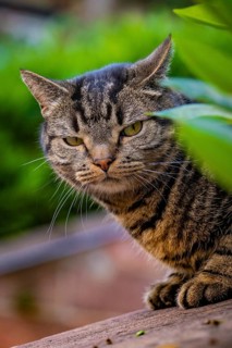 Curious cat looking through green leaves towards the camera, Weil der Stadt, Böblingen district,