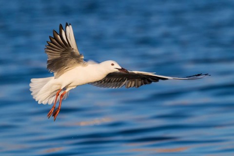 Slender-billed Gull (Chroicocephalus genei) flying, Eilat, Israel