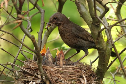 Common Blackbird (Turdus merula) female feed chicks, Lower Saxony, Germany