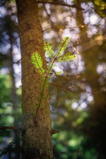 A small green branch on a tree trunk is illuminated by soft sunlight, Unterhaugstett, Black Forest,