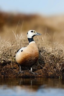Steller's Eider (Polysticta stelleri) male, Alaska, USA