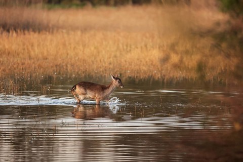 A fallow deer walks through shallow water surrounded by golden reeds. The calm reflection on the