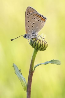 Purple-edged Copper (Lycaena hippothoe) butterfly on blossom, Bavaria, Germany