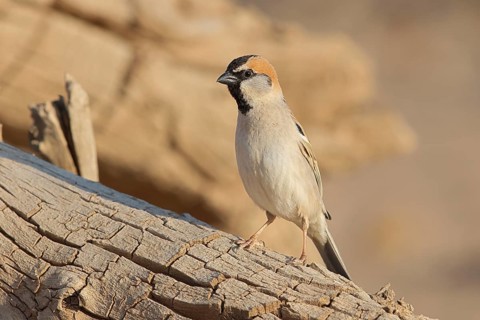 Saxaul Sparrow (Passer ammodendri) male, Oemnoe Gobi, Mongolia