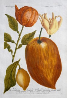 Citrus aurantia, citrus medica, malus aurantia, lemons, hand-colored mezzotinto copper engraving