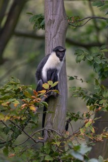 One adult Diana monkey (Cercopithecus diana) sitting on a branch of a tree looking around. A forest