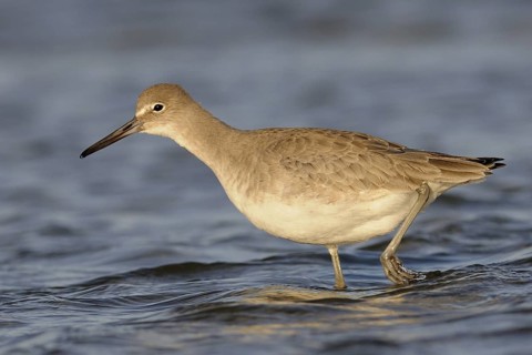 Willet (Tringa semipalmata), Texas, USA