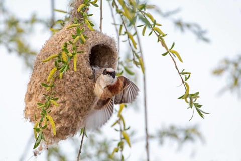 Eurasian Penduline Tit (Remiz pendulinus) male building nest, Saxony-Anhalt, Germany