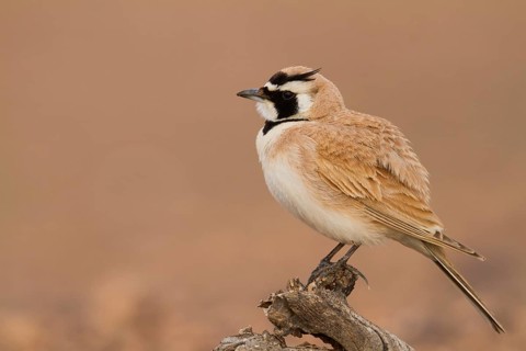 Temminck's Horned Lark - Saharaohrenlerche - Eremophila bilopha, Morocco