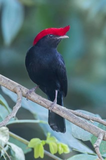 Helmeted Manakin (Antilophia galeata) perched on a branch in the Pantanal of Brazil