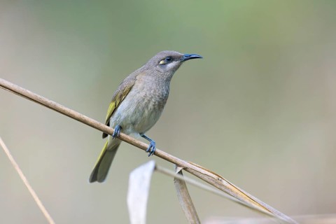 Brown Honeyeater (Lichmera indistincta), Queensland, Australia