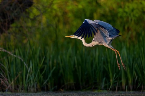 Grey grey heron (Ardea cinerea), foraging, flight recording, boat trip, Tiszaalpár, Kiskunsági
