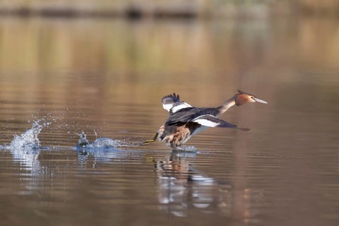 Great crested grebe (Podiceps cristatus) adult bird running across the water of a river, Norfolk