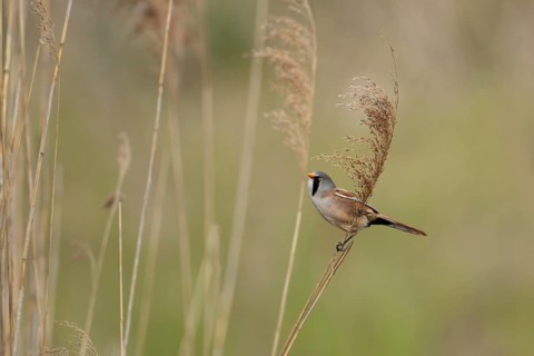 Bearded tit or reedling (Panurus biarmicus) adult male bird on the edge of a reedbed, RSPB