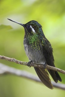 Purple-throated Mountaingem (Lampornis calolaemus) male perched on a branch, Costa Rica