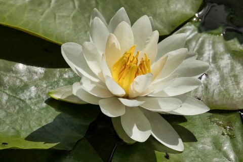 Water lily. Krasnodar. Russia