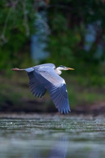 Grey grey heron (Ardea cinerea), Foraging, Boat Trip, Tiszaalpár, Kiskunsági National Park,