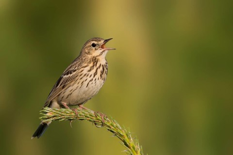 Tree Pipit - Baumpieper - Anthus trivialis ssp. trivialis, Russia