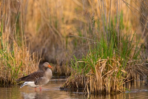 Grey goose, (Anser anser), animals, birds, goose, geese, field geese, duck family, biotope,