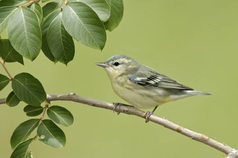 Cerulean Warbler (Setophaga cerulea), Texas, USA