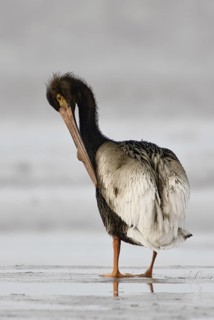 American White Pelican (Pelecanus erythrorhynchos), Texas, USA